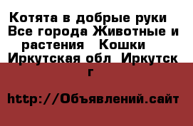 Котята в добрые руки - Все города Животные и растения » Кошки   . Иркутская обл.,Иркутск г.